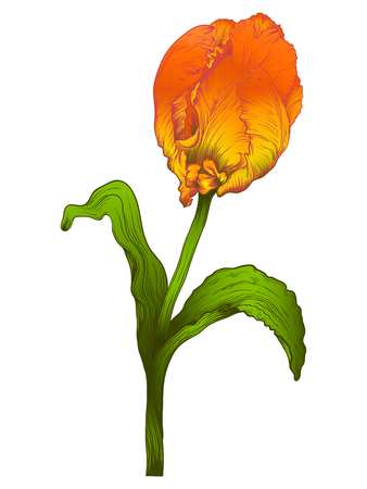 red tulip flower isolated on white background.のイラスト素材