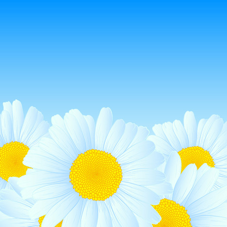 illustration with daisies for greeting or invitation card.のイラスト素材