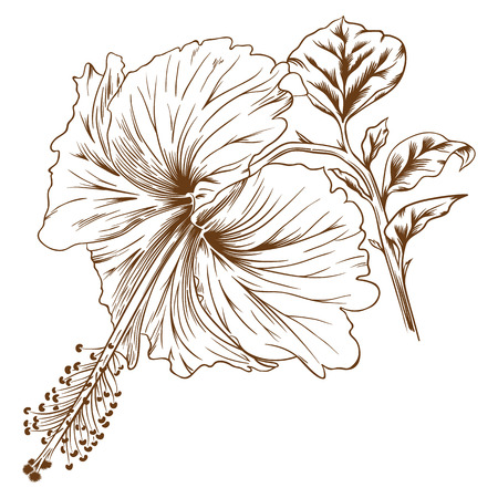 Vector illustration with hibiscus in vintage engraving style.のイラスト素材
