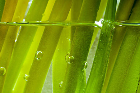 Nature background with green stems in water.の写真素材
