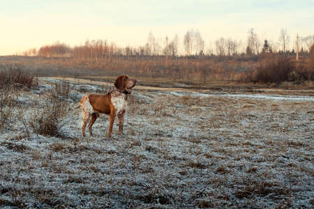 Foggy autumn landscape with a hunting dog.の写真素材