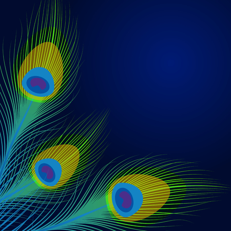 Vector peacock feathers on blue background with space for text.のイラスト素材