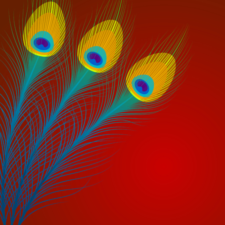 Vector peacock feathers on red background with space for text.のイラスト素材