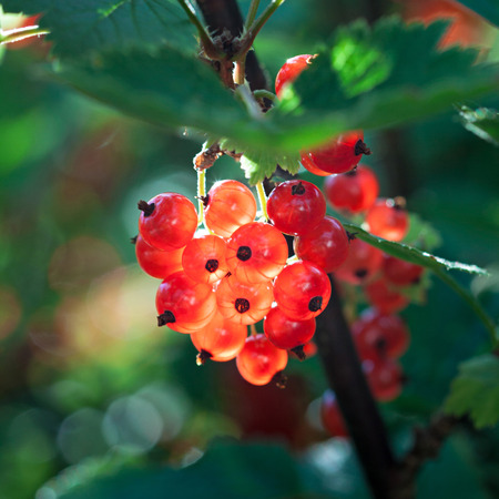 Berries of red currant in the garden.
