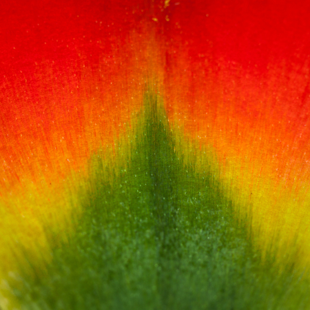 Red and green petal tulip flower background close-up. Shallow depth of field. Soft focus.の写真素材