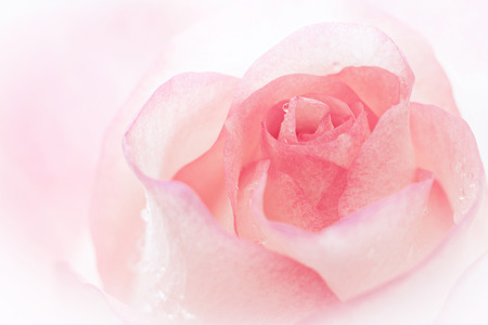 Beautiful pink rose on a light background. Shallow depth of field. Soft focus.の写真素材