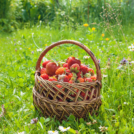 Ripe strawberries in basket on the grass.の写真素材