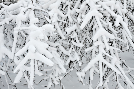 Plant covered with ice and snow after freezing rain. Natural  background.の写真素材