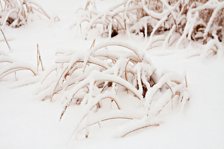 Grass covered with snow after snowstorm. Winter  background.の写真素材