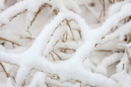 Grass covered with snow after snowstorm. Winter  background.の写真素材