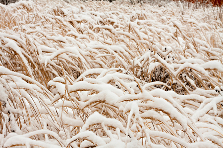 Grass covered with snow after snowstorm. Winter  background.の写真素材