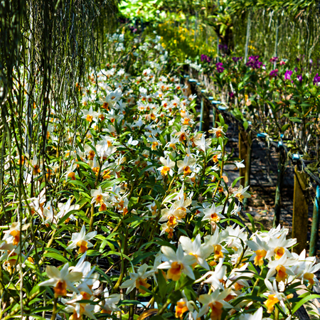 Rows of blooming white orchids in a greenhouse.の写真素材