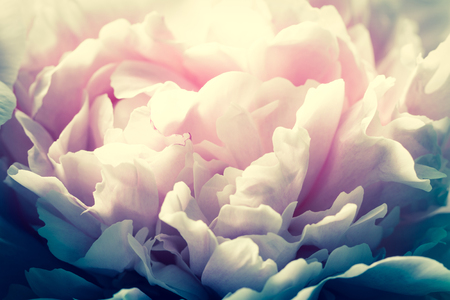 Closeup of pink peony flowers in soft blur style, vintage toned image. Shallow depth of field.の写真素材