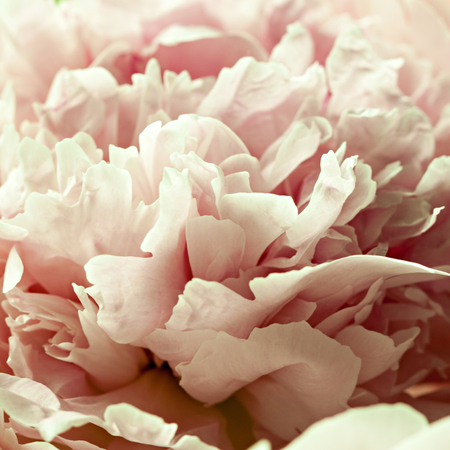 Closeup of pink peony flowers in soft blur style, vintage toned image. Shallow depth of field.の写真素材