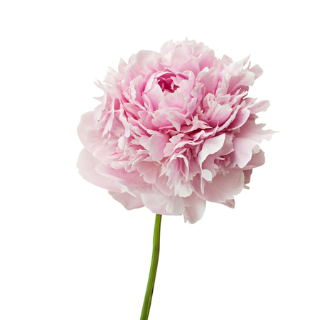 Pink peony flowers insolated on white background.の写真素材