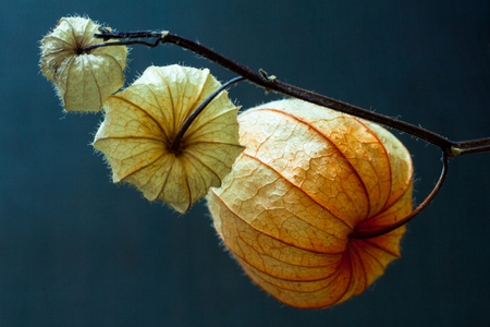 Physalis alkekengi isolated on a blue background.の写真素材