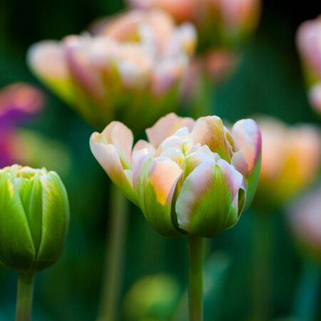 Pink and green tulip flower. Spring background. Shallow depth of field. Soft focus.の写真素材