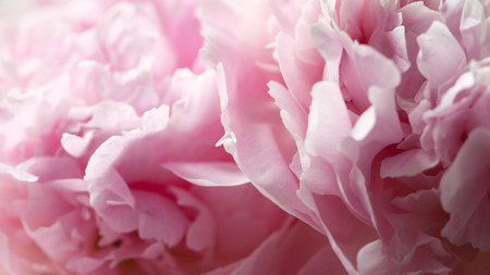 Closeup of pink peony flowers in soft blur style. Shallow depth of field.の写真素材