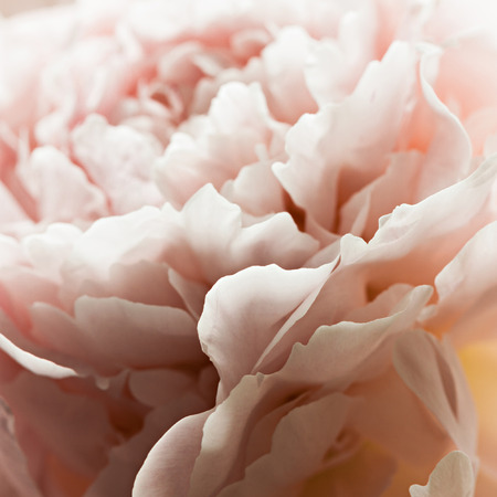 Closeup of pink peony flowers in soft blur style, vintage toned image. Shallow depth of field.の写真素材