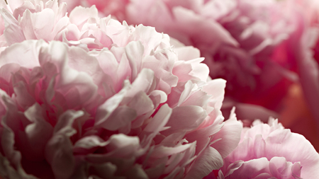 Closeup of pink peony flowers in soft blur style. Shallow depth of field.の写真素材