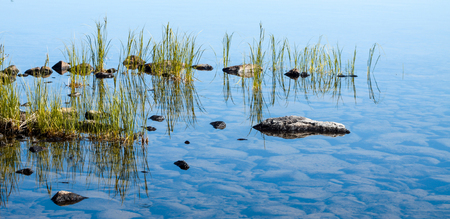 Reflection tufts of aquatic grass plants in the lake. Natural background.の写真素材