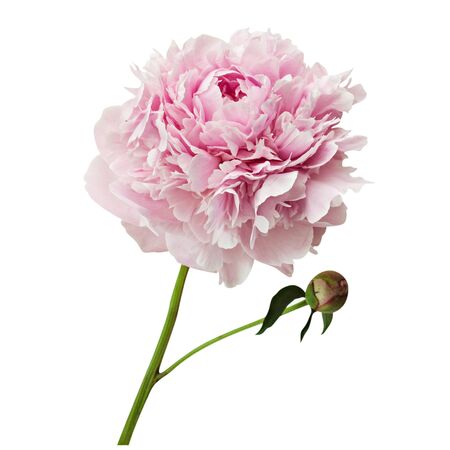 Pink peony flowers insolated on white background.の写真素材