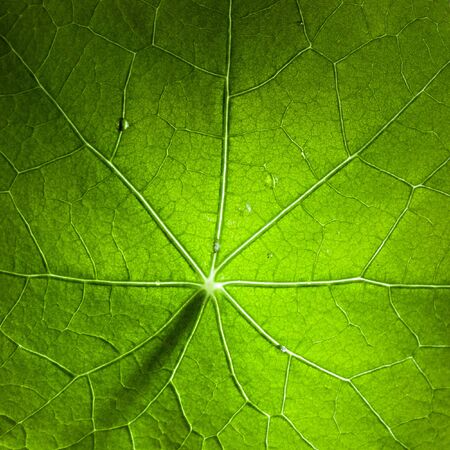 Closeup of green leaf. Shallow depth of field.の写真素材