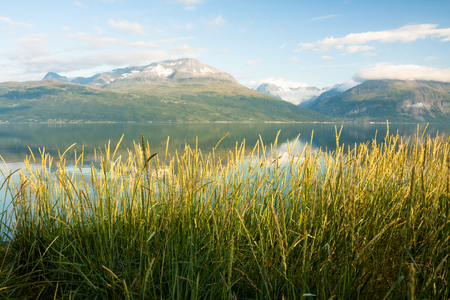 Summer view of Norwegian fjord. Natural background.の写真素材