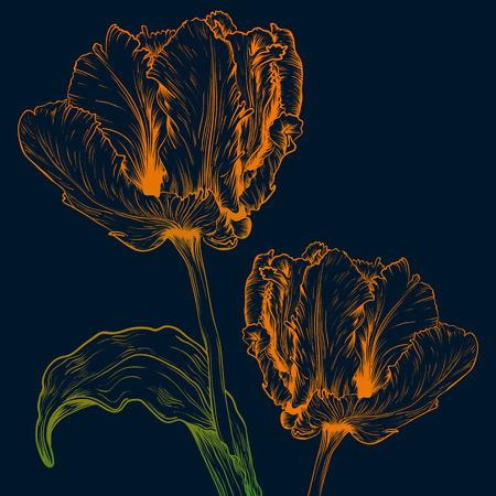 Tulips in vintage engraving styleのイラスト素材