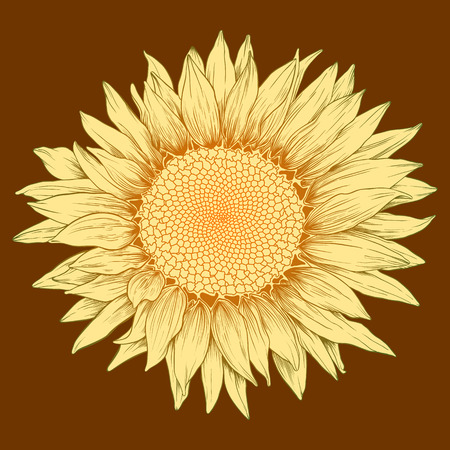 Vector colored sunflower in vintage engraving style.のイラスト素材