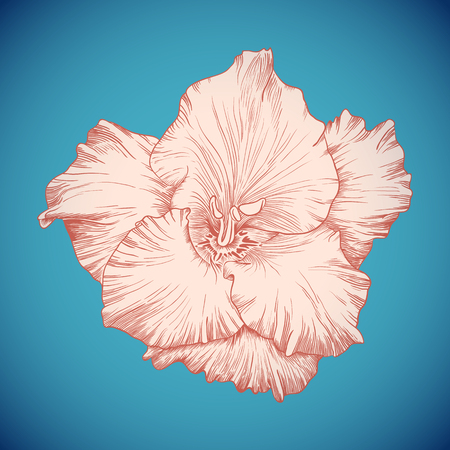Vector colored gladiolus in vintage engraving style.のイラスト素材