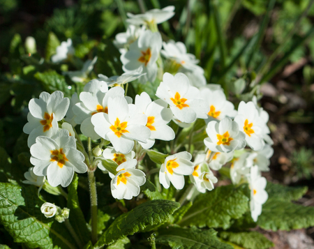 Spring natural background with white primroses flowers.の写真素材