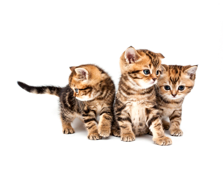 Three british short hair kittens isolated on white background.の写真素材