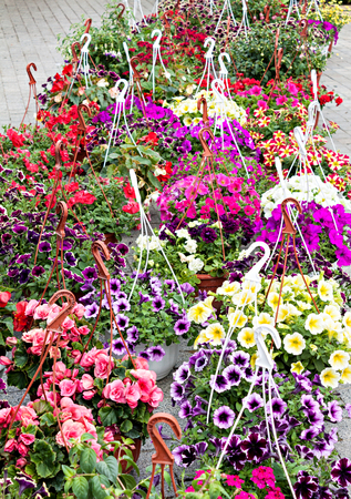 Flowers market. Different flowers in pots for decoration the streets, houses and gardens.の写真素材