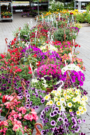 Flowers market. Different flowers in pots for decoration the streets, houses and gardens.の写真素材