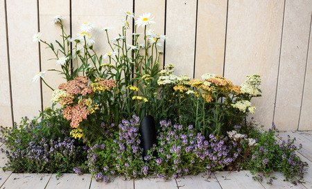 Flower bed before an old wooden fence.の写真素材