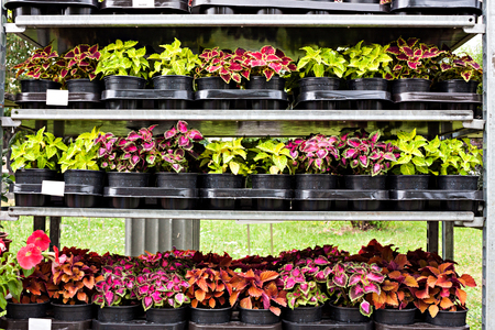 Flowers market. Different flowers in pots for decoration the streets, houses and gardens.の写真素材