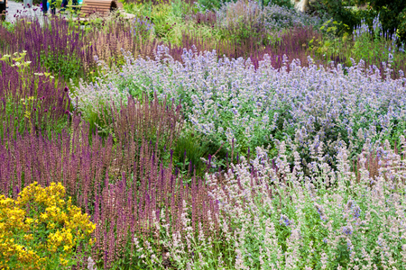 Beautiful natural background from a lavender, a sage and different herbs.