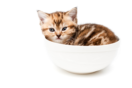 Kitten in white bowl isolated on a white background. British short hair cat.の写真素材