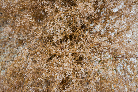 Abstract dried flower background. Top view. Shallow depth of field.の写真素材