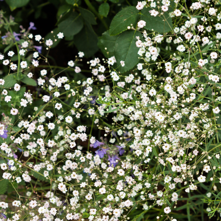 Abstract flower green background. Top view.の写真素材