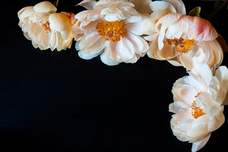 Beautiful pink and white peonies.の写真素材