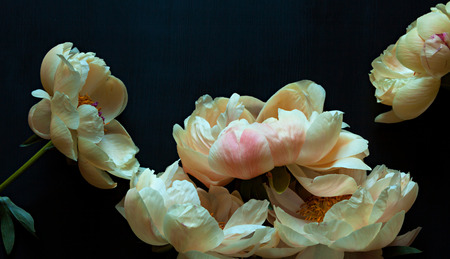 Beautiful pink and white peonies on dark background.の写真素材