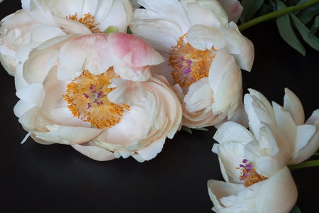Beautiful pink and white peonies on dark background.の写真素材