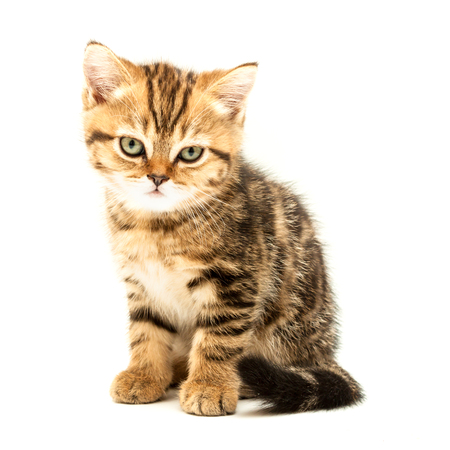 Kitten isolated on a white background. British short hair cat.の写真素材