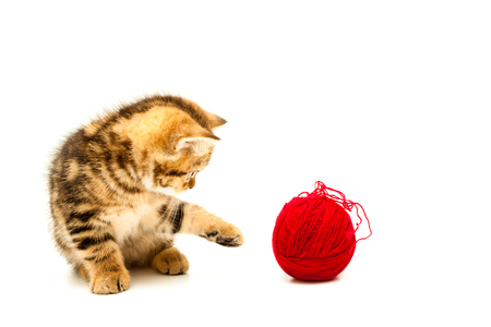 Kitten plays a ball isolated on a white background. British short hair cat.の写真素材