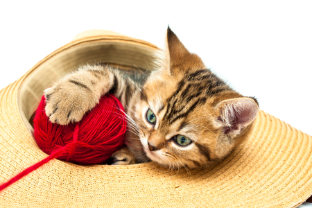 Kitten playing with ball in straw hat isolated on a white background. British short hair cat.の写真素材