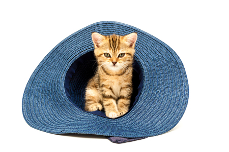 Kitten playing in straw hat isolated on a white background. British short hair cat.の写真素材