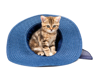 Kitten playing in straw hat isolated on a white background. British short hair cat.の写真素材