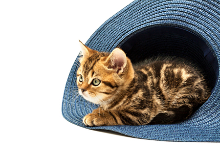 Kitten playing in straw hat isolated on a white background. British short hair cat.の写真素材